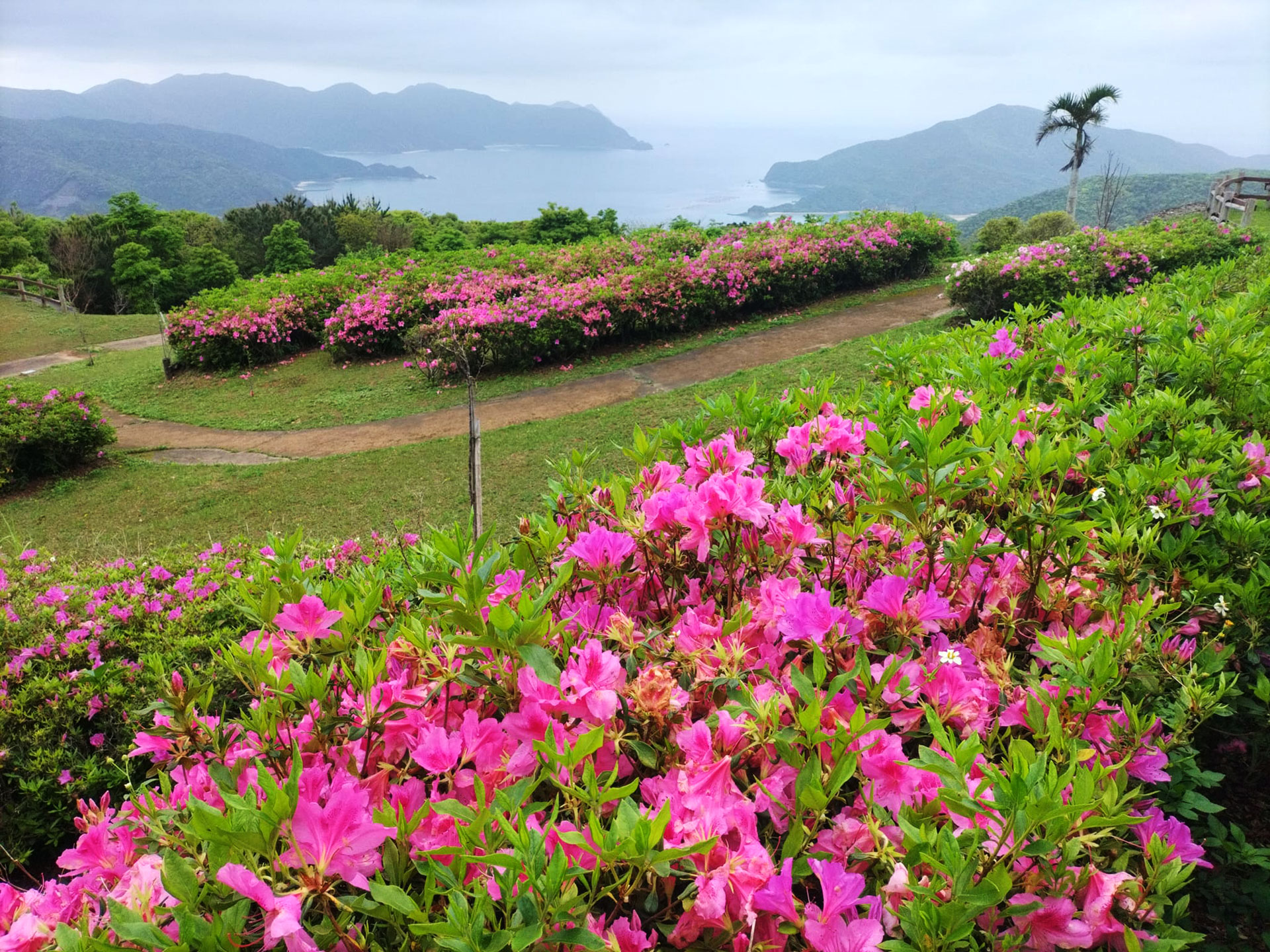 峰田山公園のツツジ