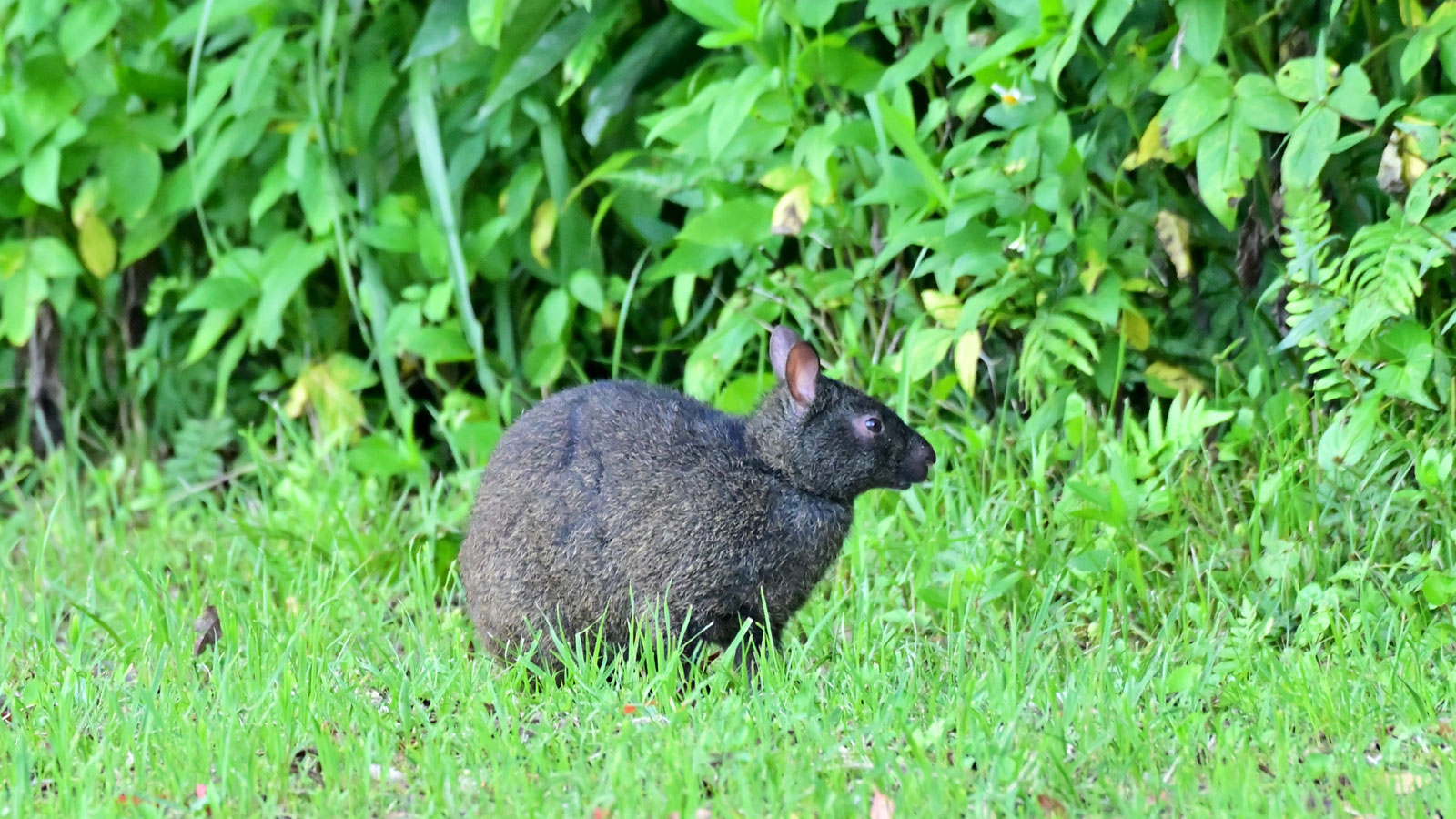 昼間のクロウサギ